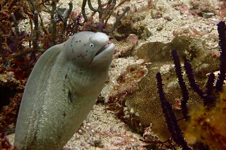 2 Dives in Oman, Dibba Musandam for certified divers