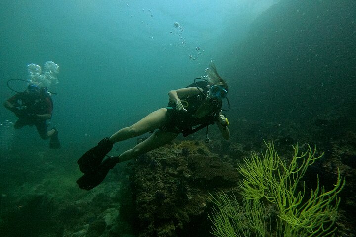 2 Dives in Oman, Dibba Musandam for certified divers