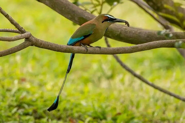 Rio Celeste Combo: River Tubing+Blue Waterfall+Exotic Wildlife