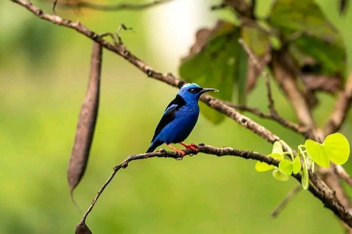 Rio Celeste Combo: River Tubing+Blue Waterfall+Exotic Wildlife