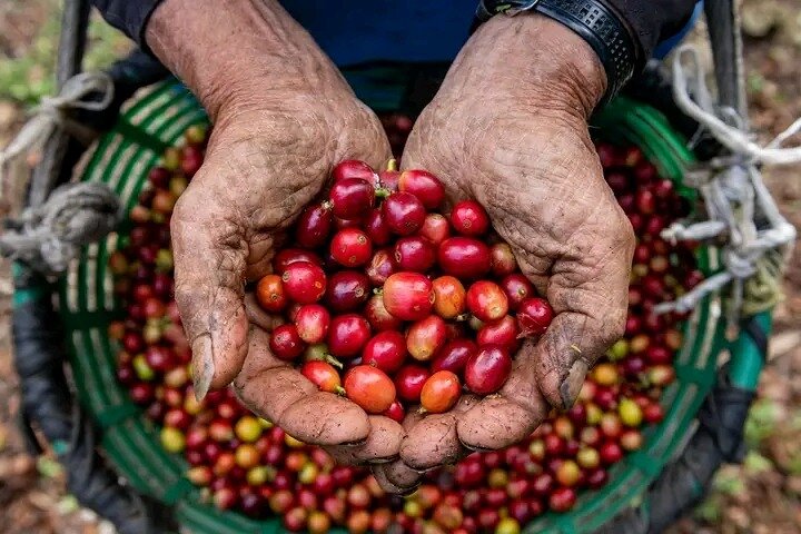Cultural: Coffee & Chocolate Tour+Wildlife Trail+Waterfall Swim