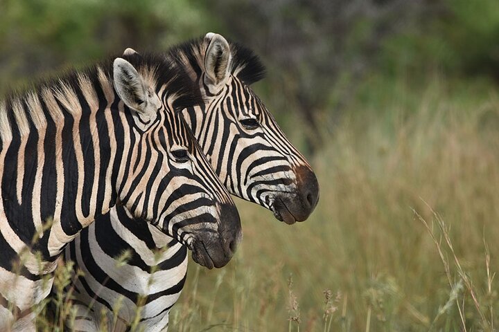 Addo Elephant National Park Private Tour