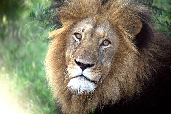 Addo Elephant National Park Private Tour