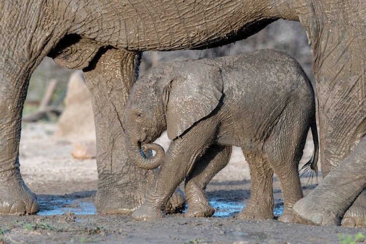 Addo Elephant National Park Private Tour