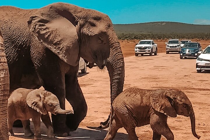 Addo Elephant National Park Private Tour