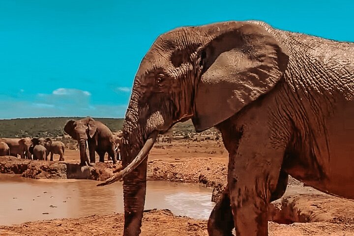 Addo Elephant National Park Private Tour