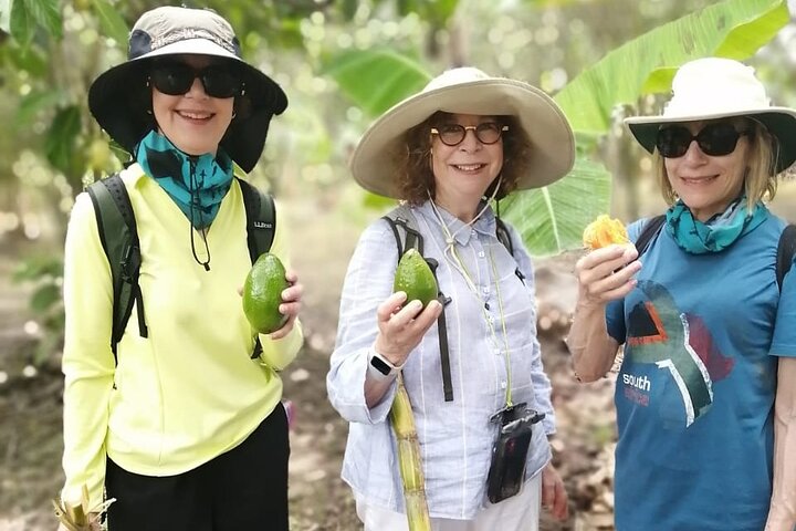 Cocoa and Tropical Fruits Farm with Fine Chocolate Experience
