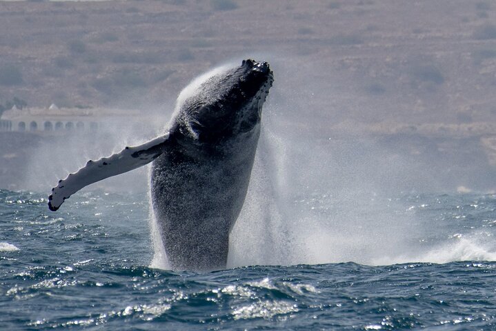 Catamaran Sailing Tour or Whale Watching at Boa Vista