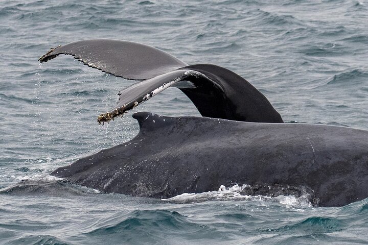 Catamaran Sailing Tour or Whale Watching at Boa Vista