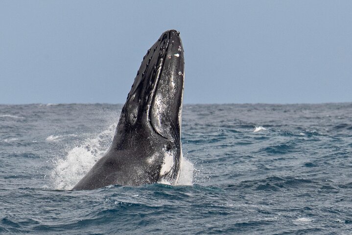 Catamaran Sailing Tour or Whale Watching at Boa Vista