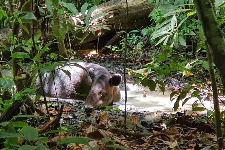 One Day Tour Sirena Station Corcovado National Park From Sierpe