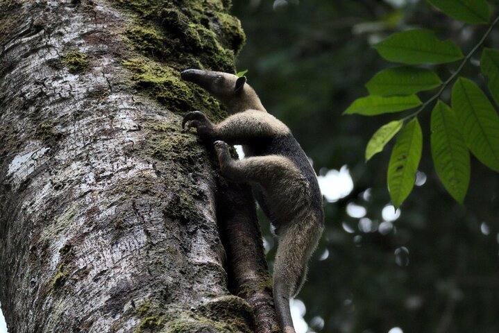 One Day Tour Sirena Station Corcovado National Park From Sierpe
