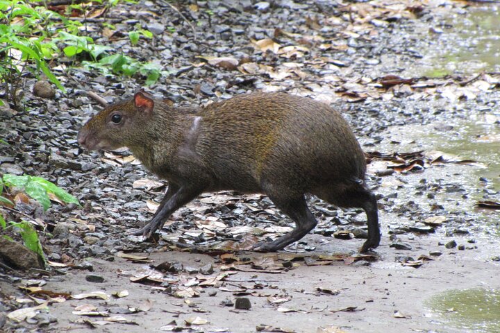 One Day Tour Sirena Station Corcovado National Park From Sierpe