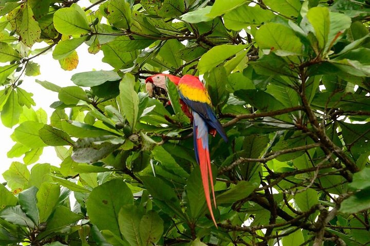 One Day Tour Sirena Station Corcovado National Park From Sierpe