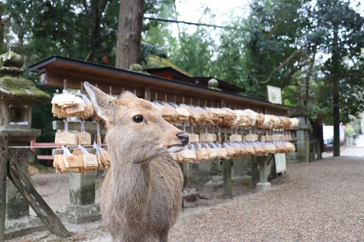 Private Nara Tour and Sake Tasting (Departing from Kyoto/Nara)