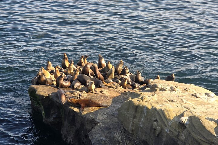San Diego Highlights Private Tour