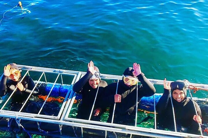 Shark Explorers