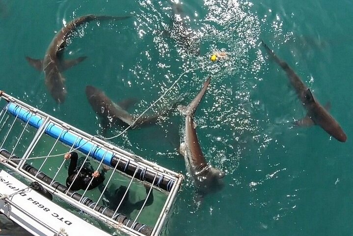 Shark Explorers