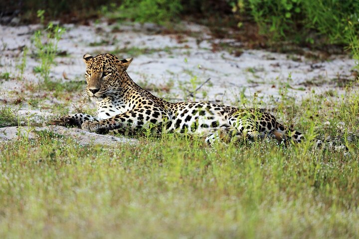 Wilpattu National Park | Private Safari