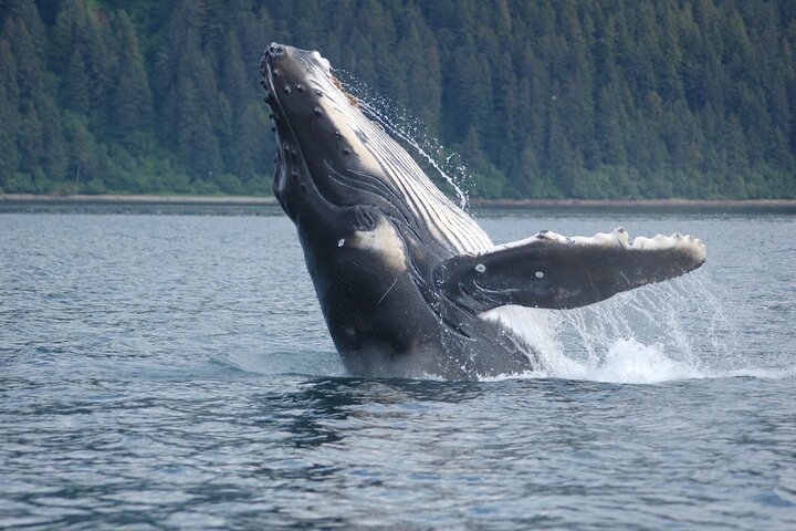 Hoonah Whale-Watching Cruise - Near Icy Strait Point