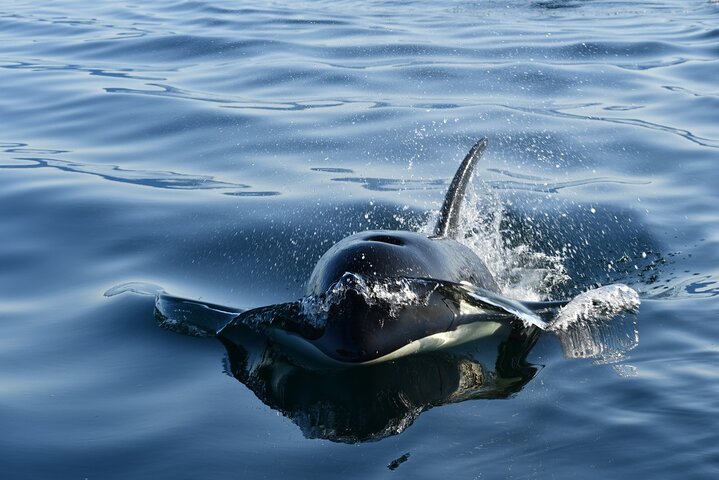 Hoonah Whale-Watching Cruise - Near Icy Strait Point