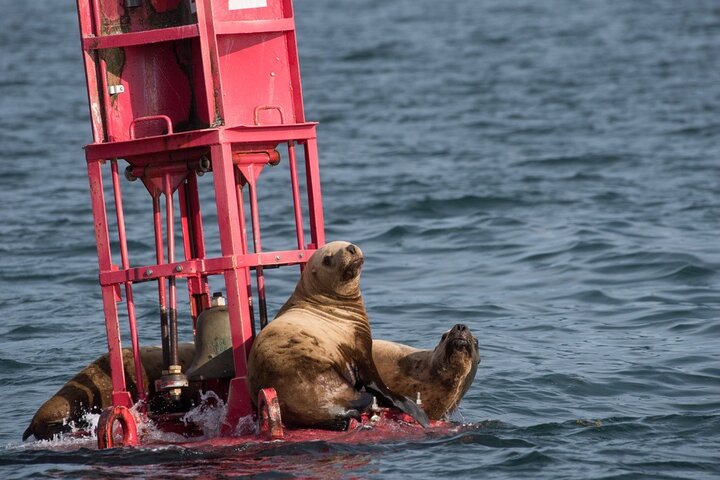 Hoonah Whale-Watching Cruise - Near Icy Strait Point