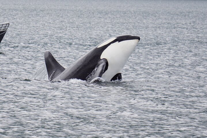 Hoonah Whale-Watching Cruise - Near Icy Strait Point