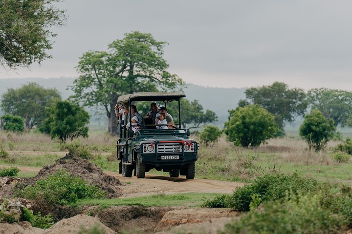 1-Day Mikumi National Park Fly-In Safari from Zanzibar