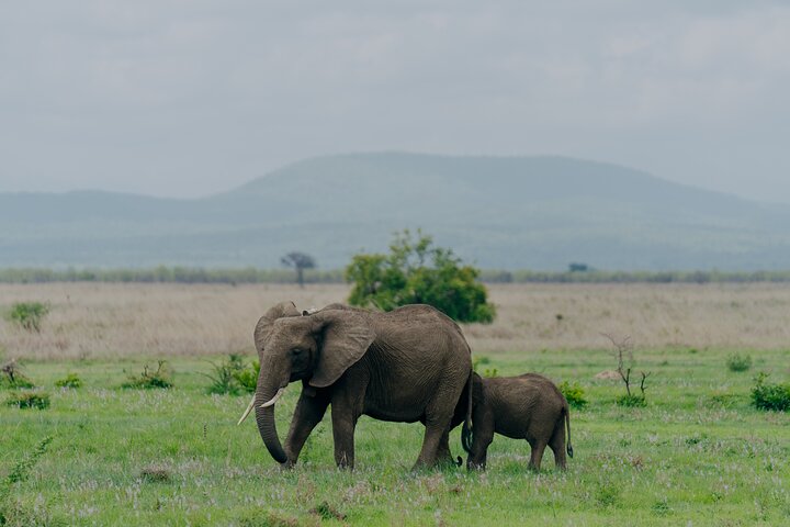 1-Day Mikumi National Park Fly-In Safari from Zanzibar