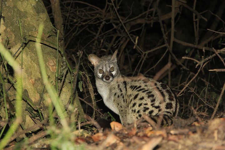 Exclusive Night Drive Safari near Hoedspruit
