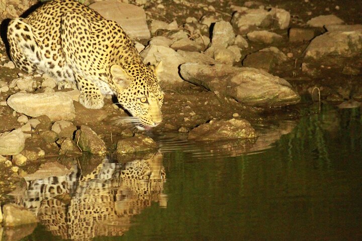 Exclusive Night Drive Safari near Hoedspruit