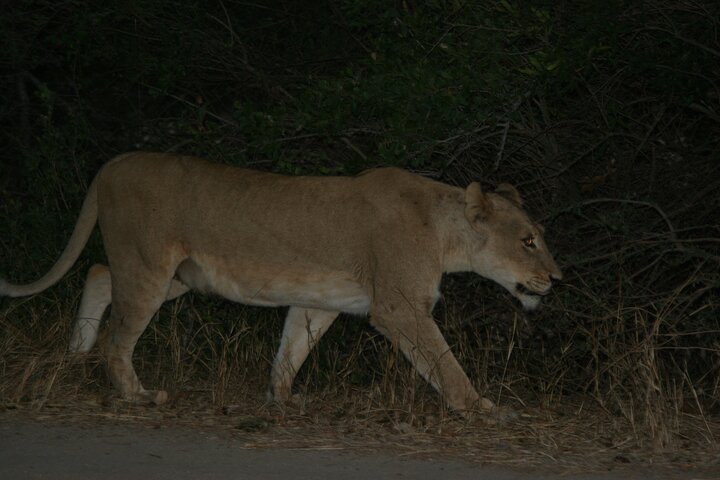 Exclusive Night Drive Safari near Hoedspruit