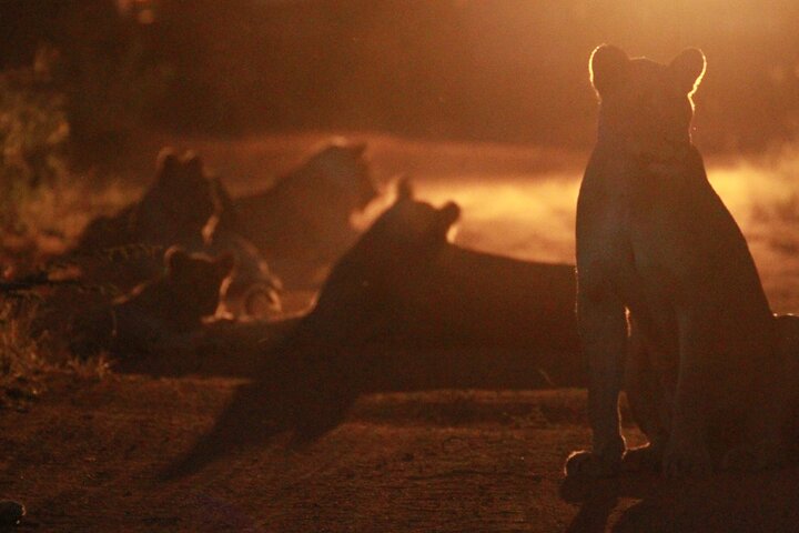 Exclusive Night Drive Safari near Hoedspruit