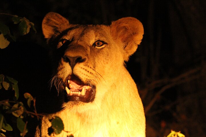 Exclusive Night Drive Safari near Hoedspruit
