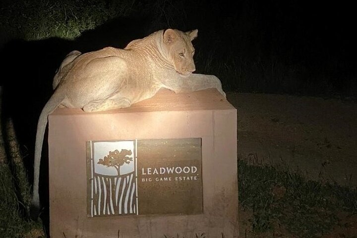Exclusive Night Drive Safari near Hoedspruit