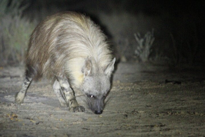 Exclusive Night Drive Safari near Hoedspruit
