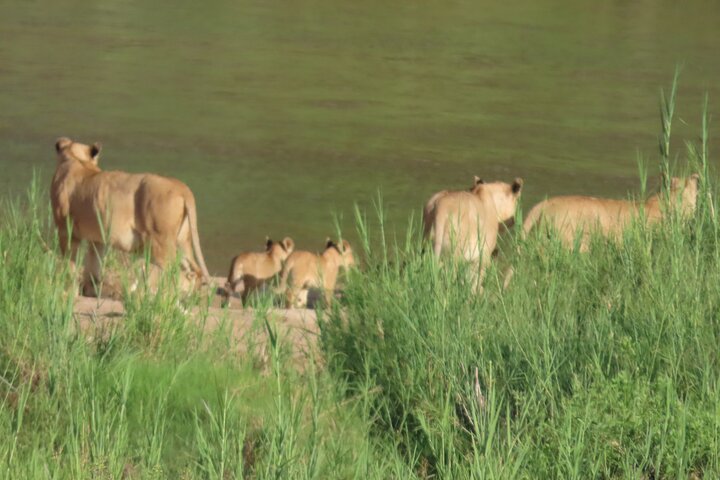 Kruger National Park - Private full day Safari trip.