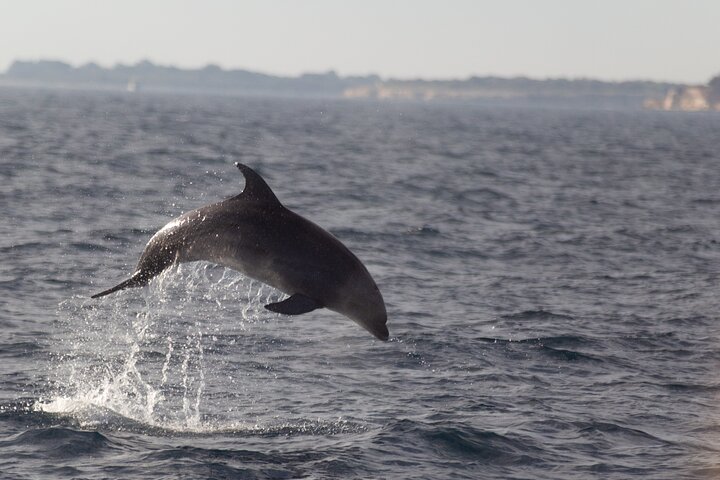 Dolphin Watching & Sunset Boat Tour With Drinks & optional Dinner