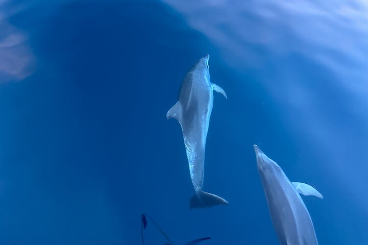 Dolphin Watching & Sunset Boat Tour With Drinks & optional Dinner