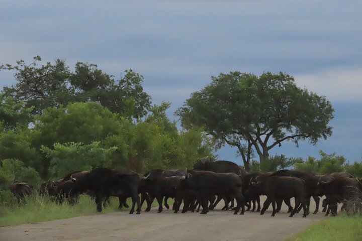 Kruger National Park - Private full day Safari trip.