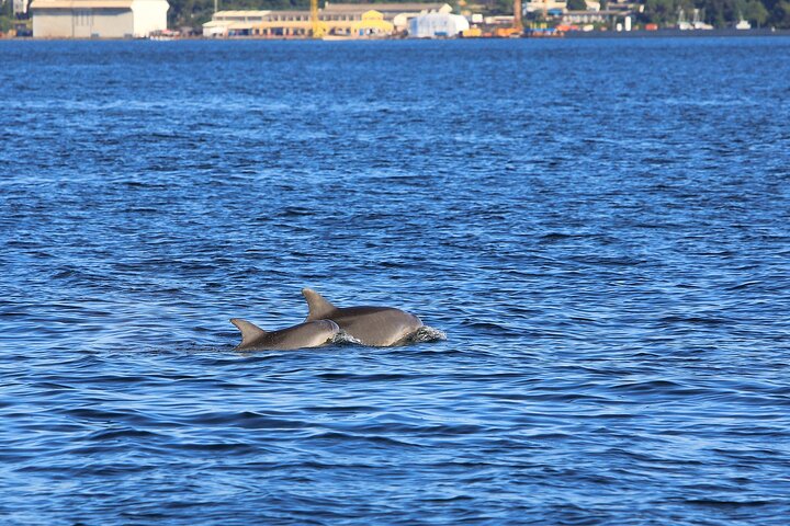 Dolphin Watching & Sunset Boat Tour With Drinks & optional Dinner
