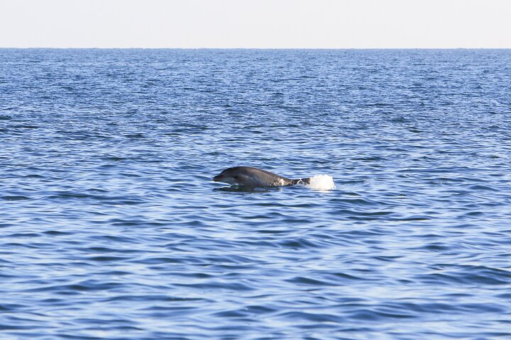 Dolphin Watching & Sunset Boat Tour With Drinks & optional Dinner
