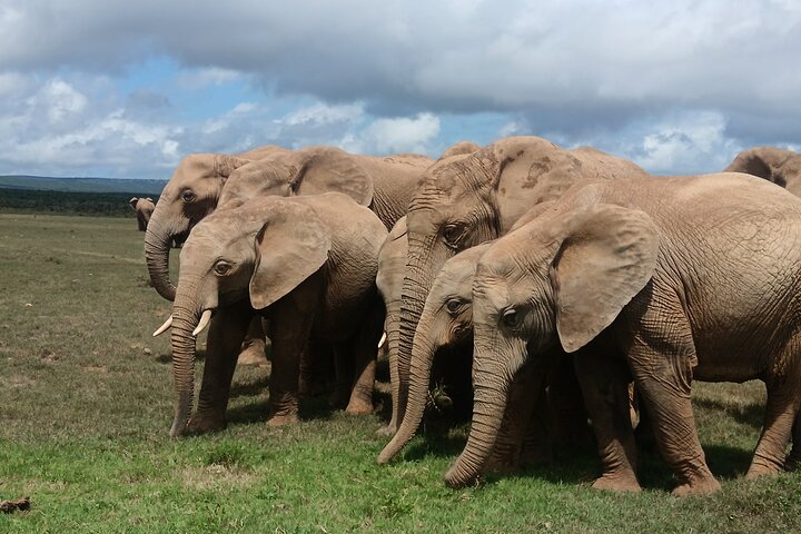 Port Elizabeth Half-Day Addo Elephant National Park Tour