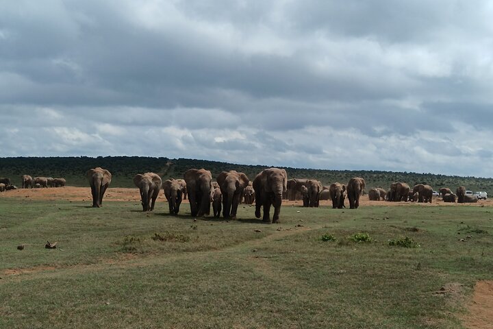 Port Elizabeth Half-Day Addo Elephant National Park Tour