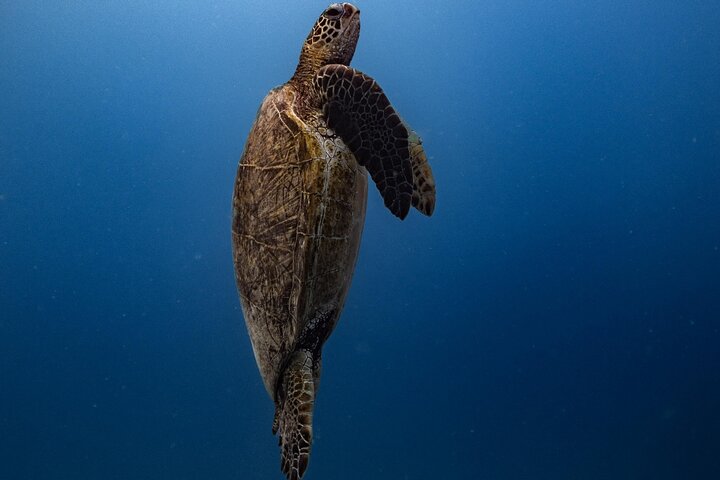 Waikiki Turtle Canyon Snorkel: Turtles Guaranteed