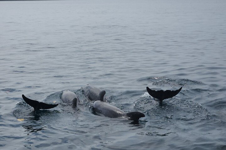 Full Day Dolphin Watching with Snorkeling in Wasini
