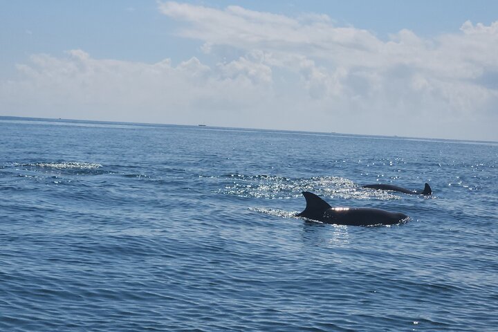 Full Day Dolphin Watching with Snorkeling in Wasini