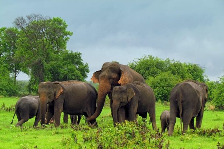 Wilpattu National Park | Private Safari