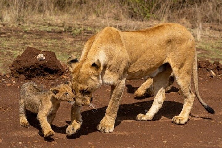 2 days 1 Night Tsavo East Private Safari from Diani beach