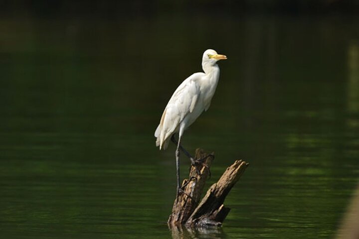 Poovar Backwater boating and Trivandrum Day Trip